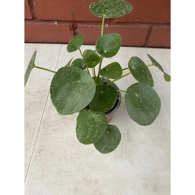Pilea Peperomoide Planta Interior