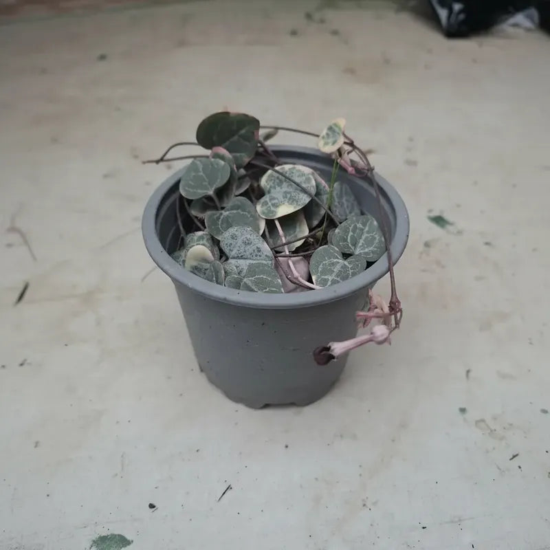 Ceropegia Woodi Variegada Cadena De Corazones Suculenta