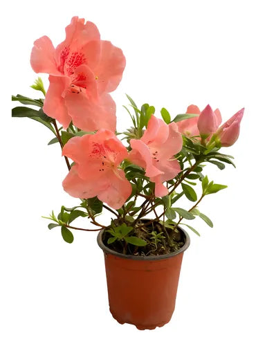 Azalea Pequeña Planta Ornamental