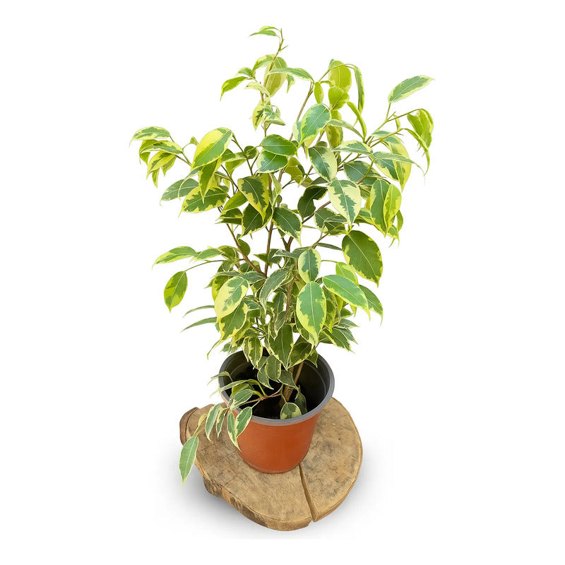 Ficus Mini Variegado Twilly