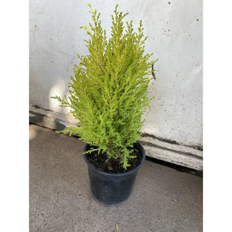 Pino Limón(aromático) Árbol Pequeño