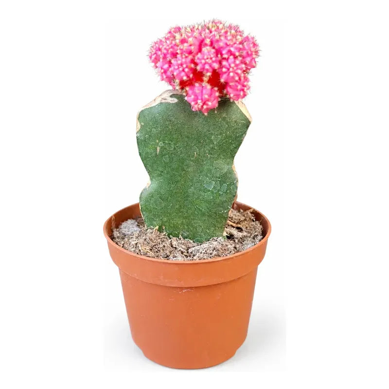 Cactus Injertado Pequeño Fucsia