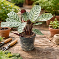 Maranta Burle-marxi Planta Interior
