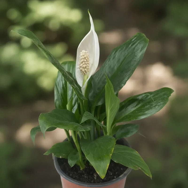 Cuna De Moises Spatifilum/spathyphillum Grande Con Flor 70cm Blanco