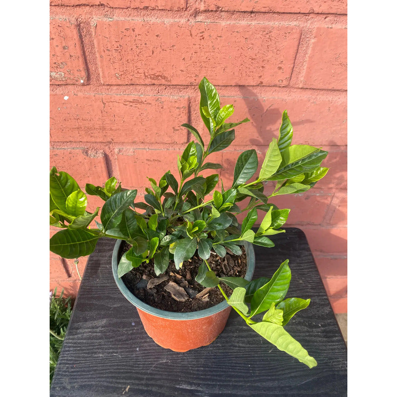 Jazmín Del Cabo/gardenia Grande