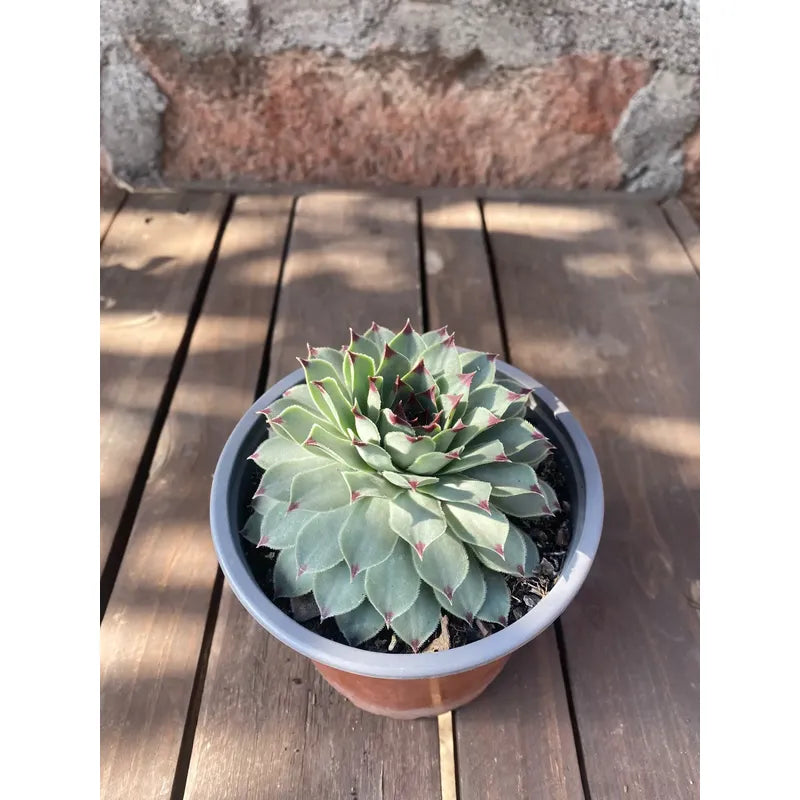 Suculenta Uñas De Señorita Sempervivum Calcareum