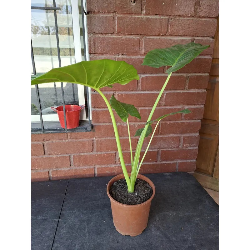 Alocasia Manto De Eva Grande