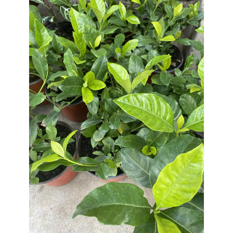 Gardenia / Jazmín Del Cabo Pequeño Planta Aromatica Blanco