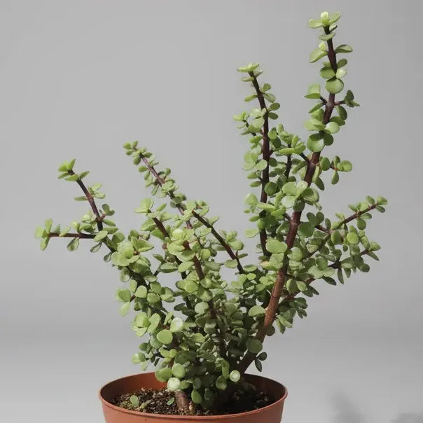 Portulacaria Árbol Del Dinero