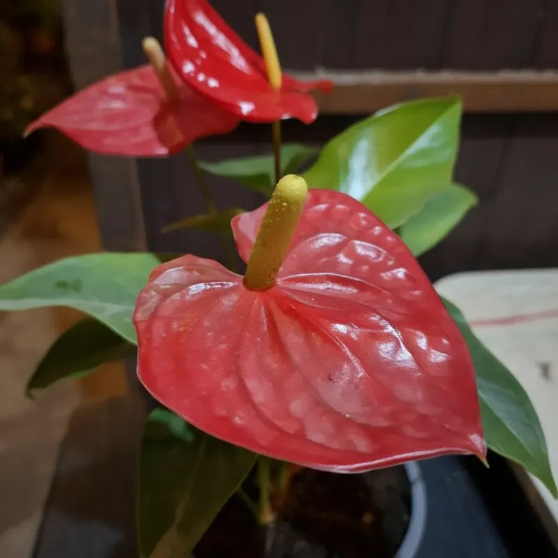 Anturio Rojo | Planta de Interior
