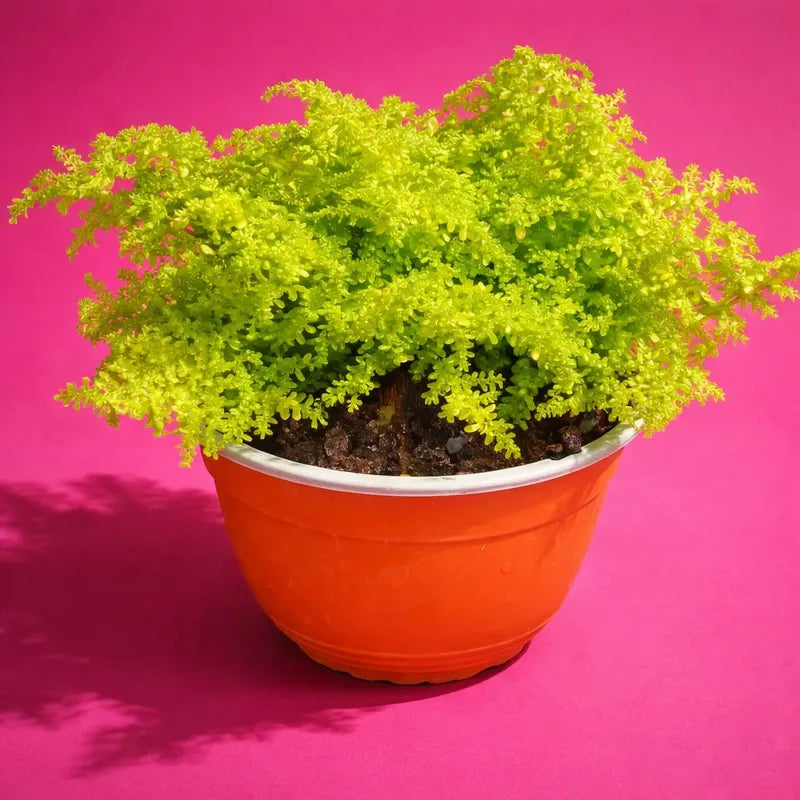 Helecho Arroz Planta Ornamental