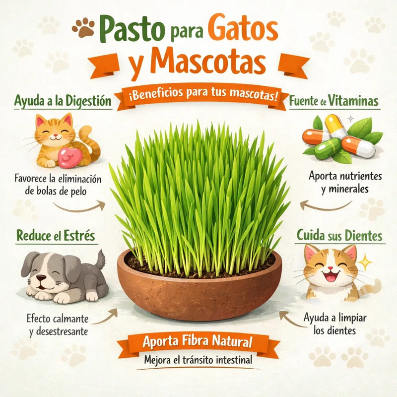 Pasto Para Gatos/ Hierba Gatera Para Mascotas