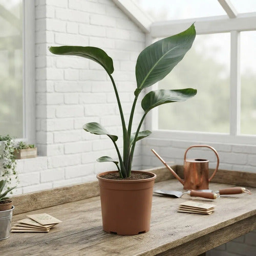 Strelitzia Nicolai Grande
