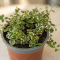 Ficus Repens Variegado Planta Trepadora