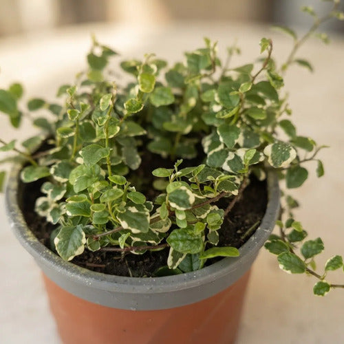 Ficus Repens Variegado Planta Trepadora