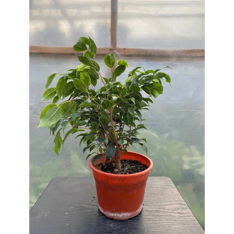 Ficus Benjamina Anastasia