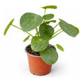 Pilea Peperomoide Planta Interior