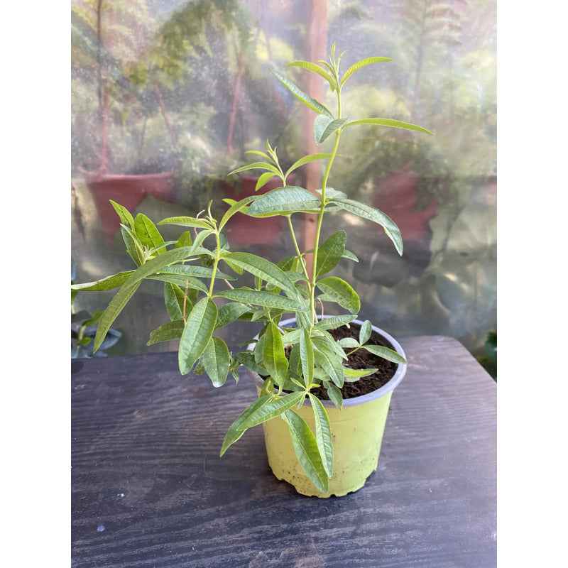 Cedrón Pequeño Planta Medicinal Y Aromática
