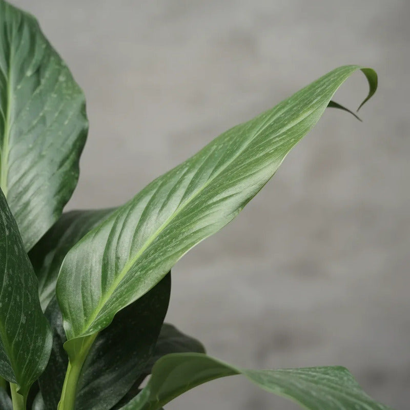Spatifilum Maximo Cupido/spathyphillum Cuna De Moisés Blanco