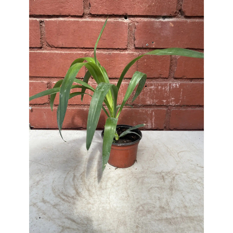 Yuca Punta Palmera Interior 30cm Agua