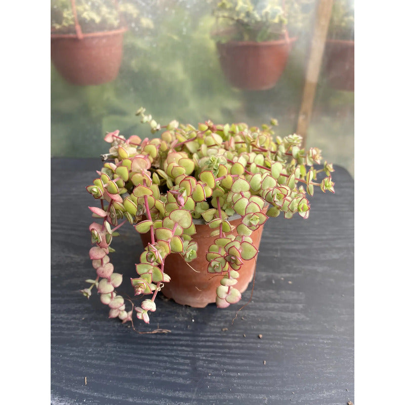 Crasula Pellucida Suculenta