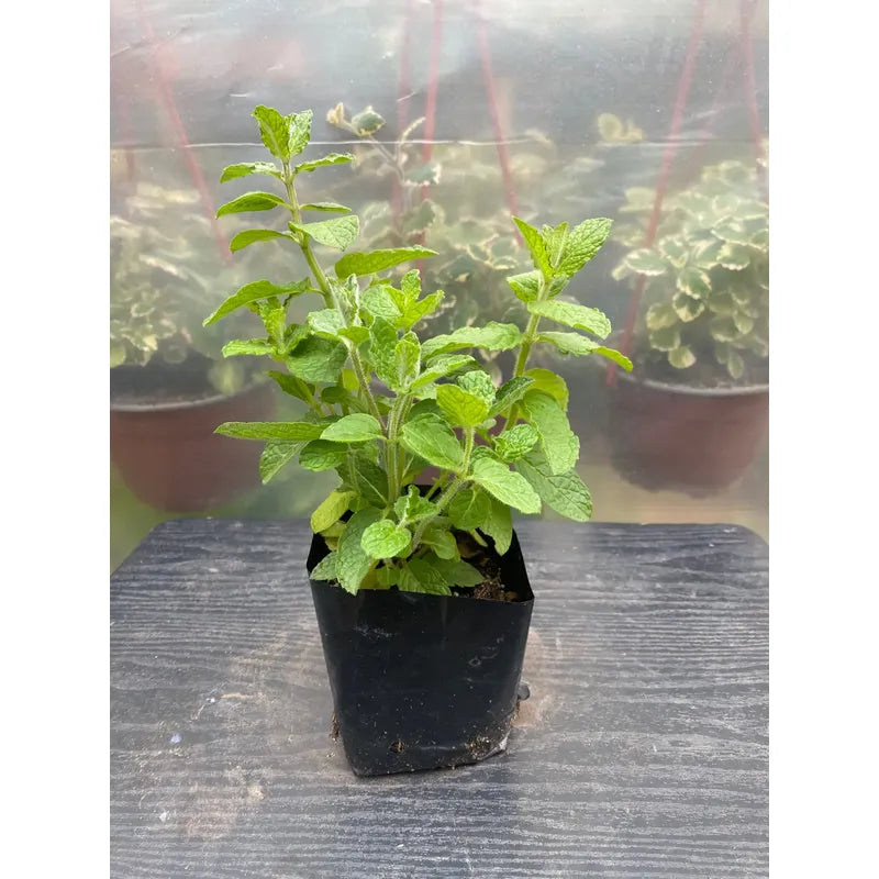 Menta Pequeña Planta Aromática Y Medicinal Verde