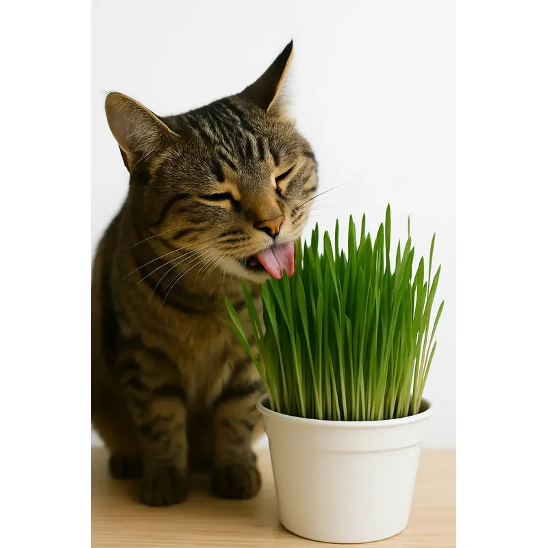 Pasto Para Gatos/ Hierba Gatera Para Mascotas