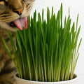 Pasto de Trigo para Gatos - Planta Lista Para Consumo
