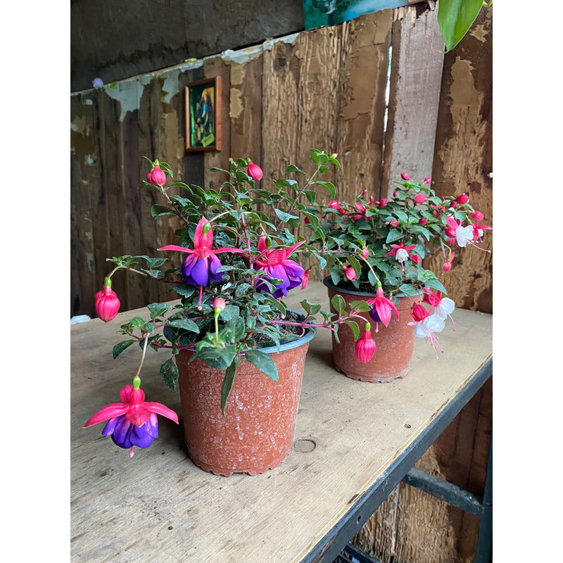 Planta Chilco /fucsia/bailarina/no Envío A Regiones Violeta