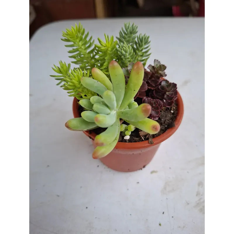 Mini Arreglo De Suculentas