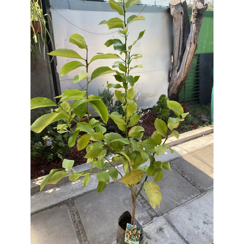 Limón Árbol Frutal