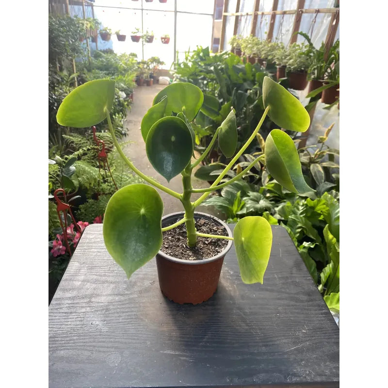 Cucharita Peperomia