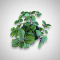 Dolar Negro Grande Planta Colgante