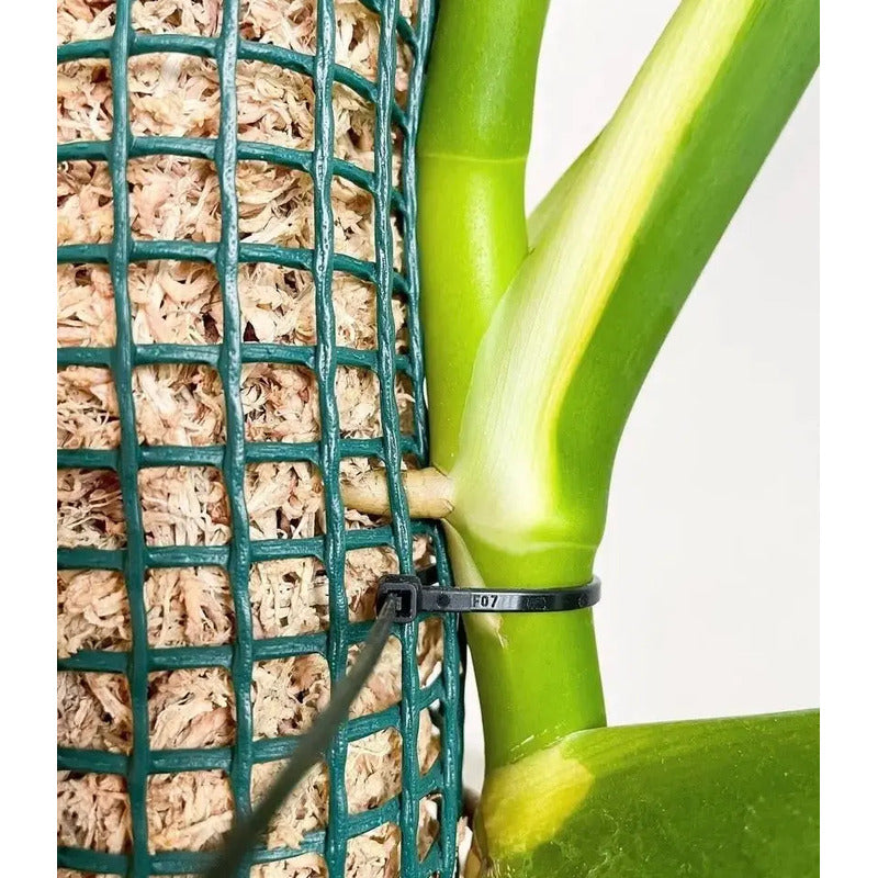 Tutor De Musgo Spagnum 30cm Con Estaca