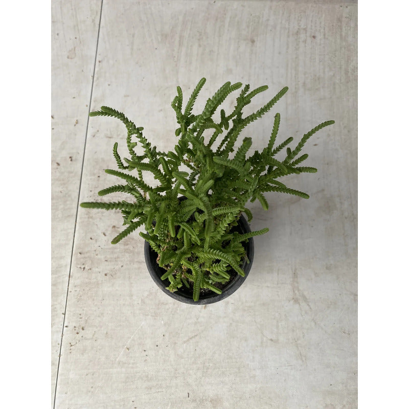 Crassula Muscosa Suculenta Colección