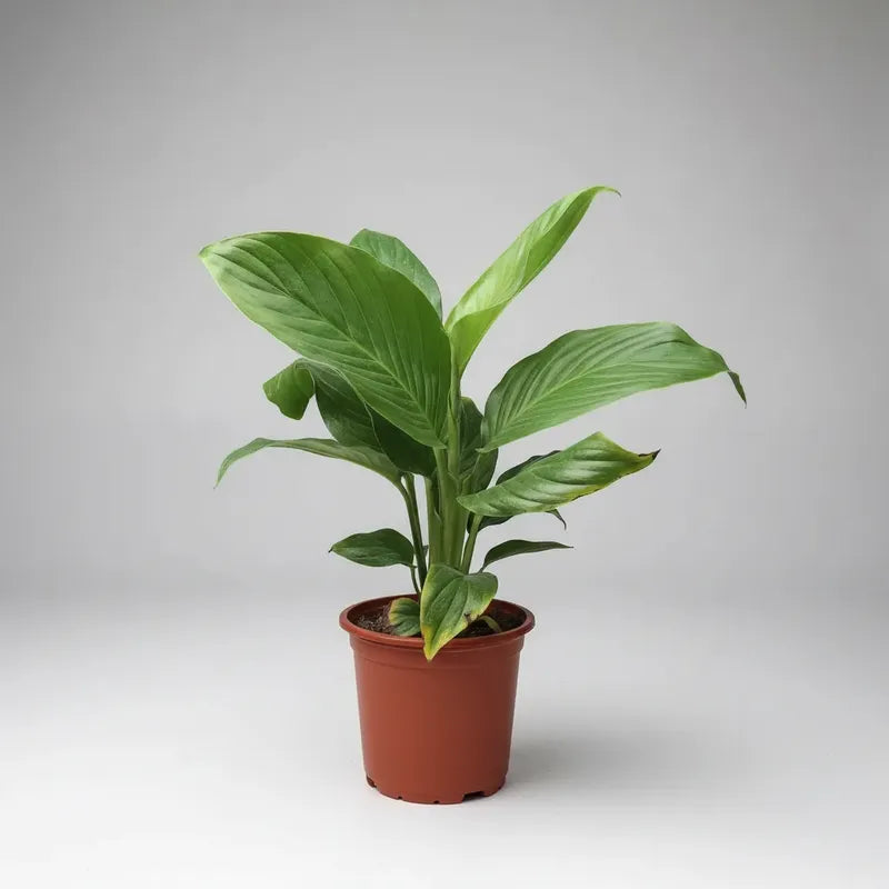 Spatifilium Planta Interior Decorativa Blanco