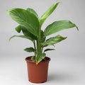 Spatifilium Planta Interior Decorativa Blanco