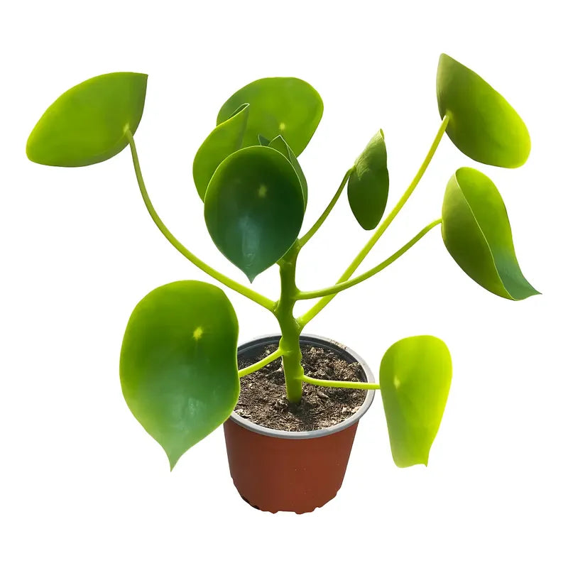 Cucharita Peperomia