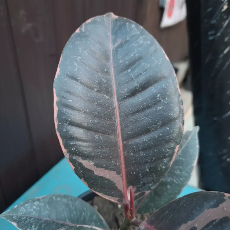 Ficus Gomero Ruby Planta Interior