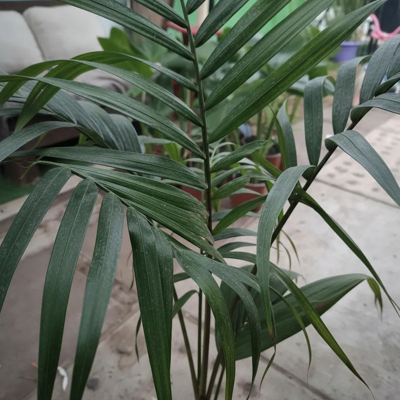 Kentia Palmera Interior Decorativa 120cm