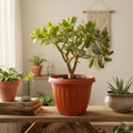 Arbol De Jade Grande / Arbol De La Abundancia
