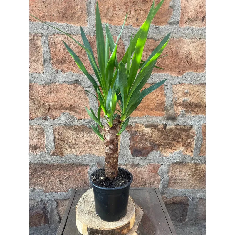 Palmera Interior Yuca Simple