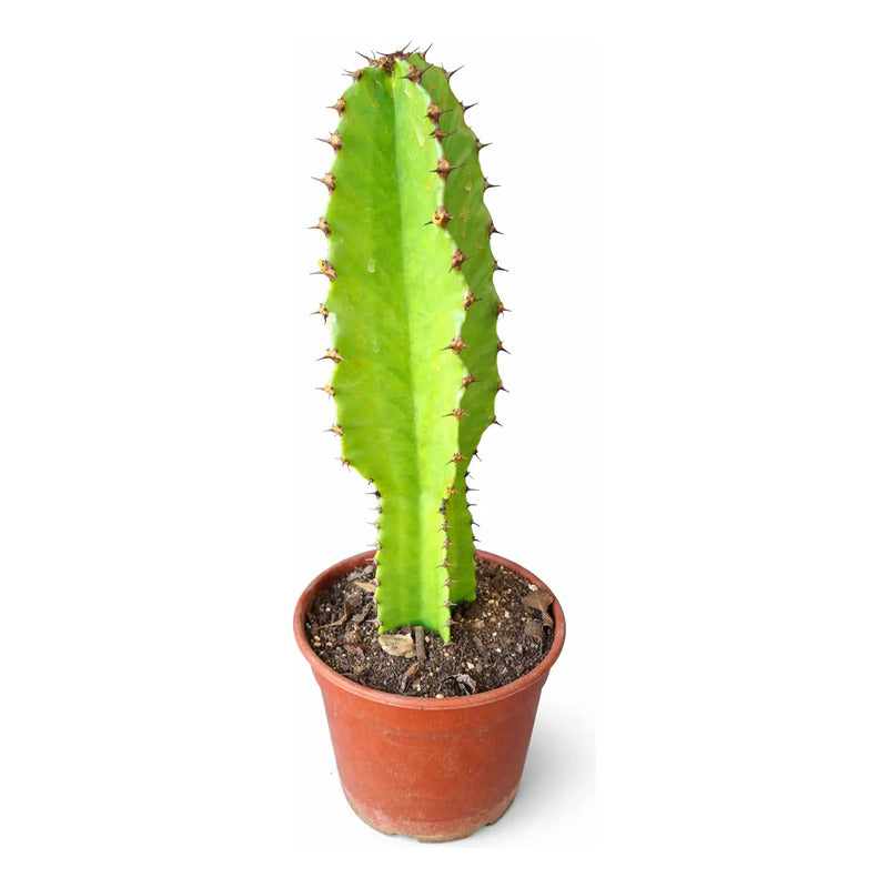 Cactus Candelabro 30cm