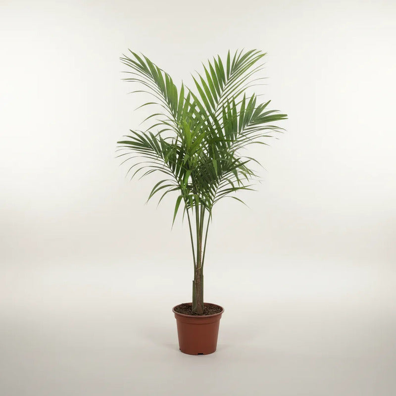 Kentia Palmera Interior Decorativa 120cm