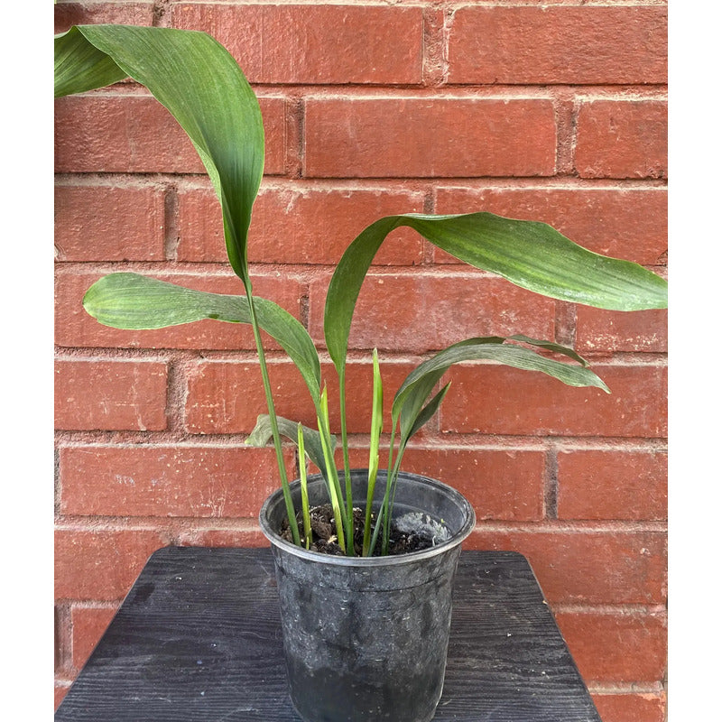 Aspidistra Planta Interior