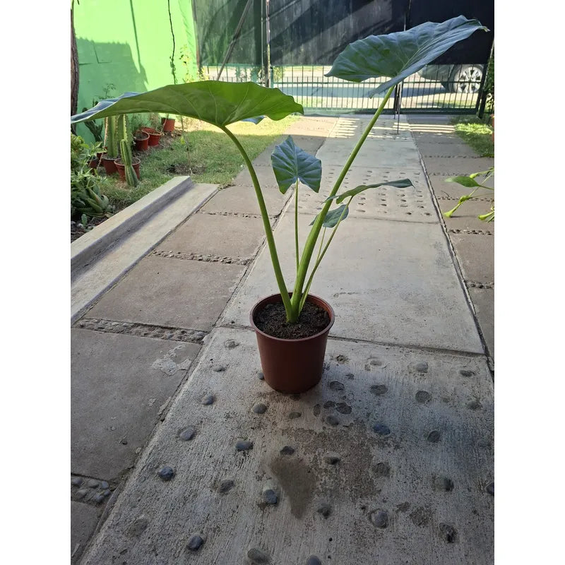 Alocasia Manto De Eva Grande