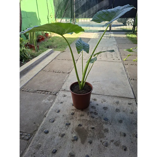 Alocasia Manto De Eva Grande