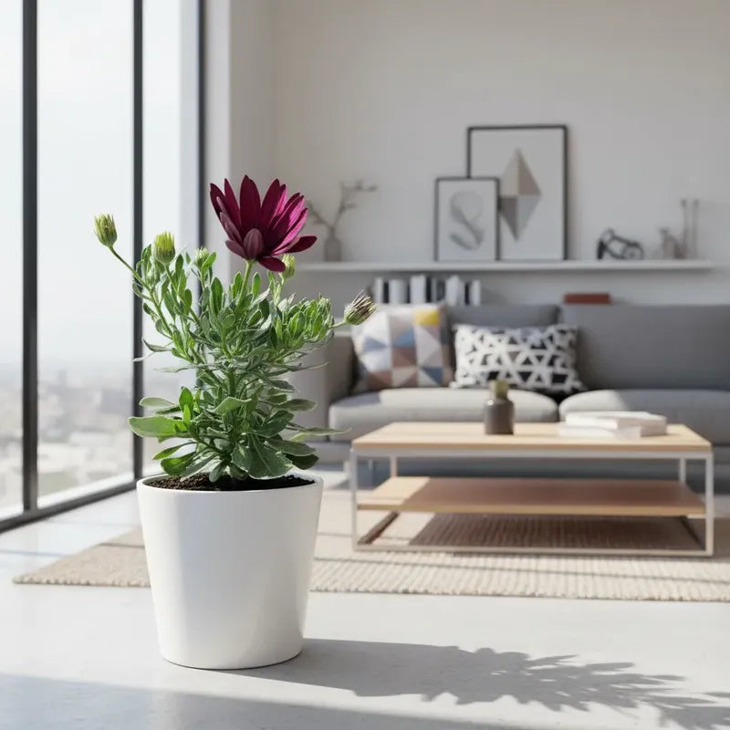 Dimorfoteca Osteospermum Planta Ornamental