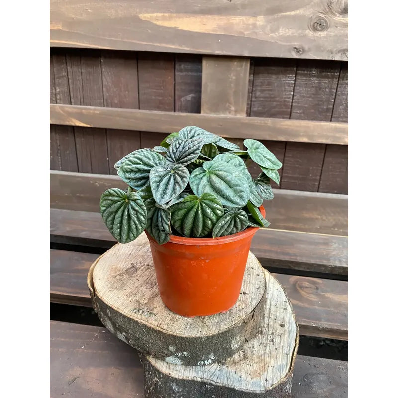 Peperomia Caperata/cáscara De Nuez