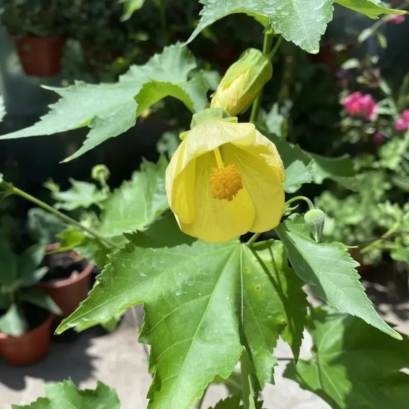 Abutilon Farolito Chino Arbusto Ornamental Pequeño 40cm Amarillo